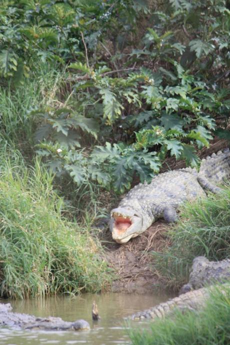 Taken in May of 2016 at Kalimba Reptile Park in Zambia