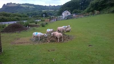 Sheep, Chippings and Scaredy Cats and Dogs