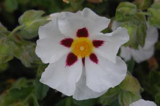 Cistus 'Snow Fire' Flower (22/05/2016, Kew Gardens, London)