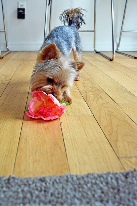 Festival Vibez Festival Vibez