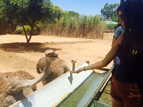 Ostrich Riding in Oudtshoorn, South Africa