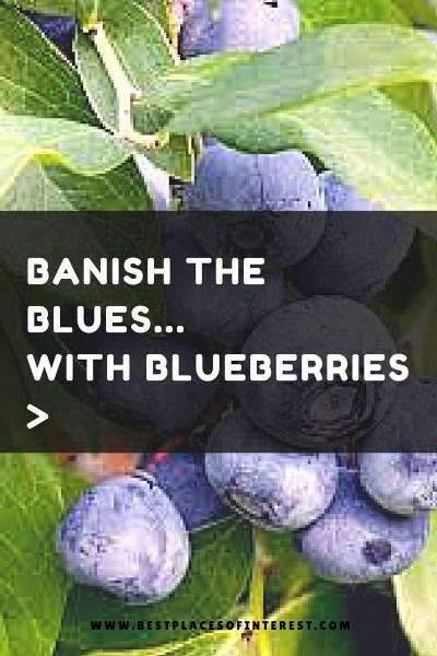 Banish the Blues… with Blueberries! Banish the Blues… with Blueberries!