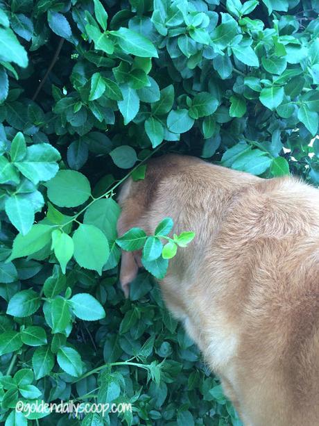 dog sticking nose in bushes #wordlesswednesday