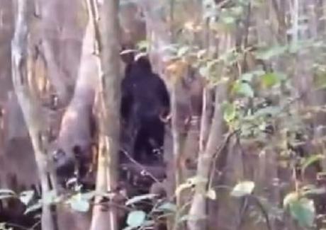 Skunk-Ape-Bigfoot-Caught-On-Video-In-Mississippi