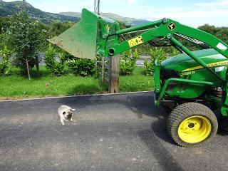 Tractors and Dogs