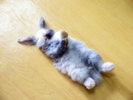 Sleeping Fur-babies blue bunny