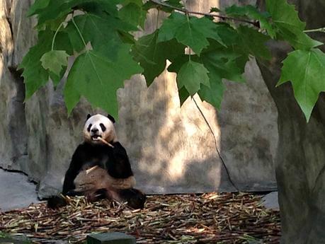 Travelling to China: Where to Go and What to See! Chengdu Panda Breeding Research Base