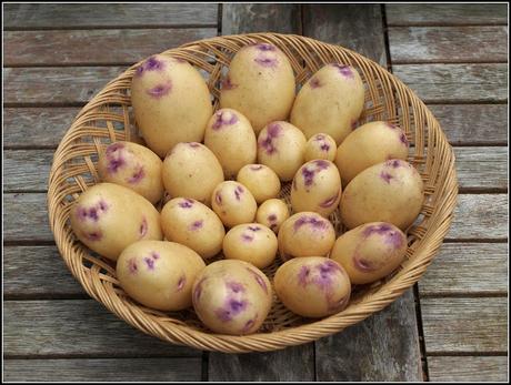 Growing potatoes in containers
