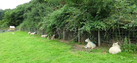 The Sheep Along the Fence