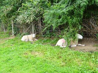 The Sheep Along the Fence