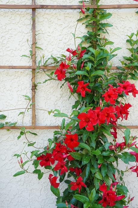 Build a Modern Grid Trellis from Garden Stakes
