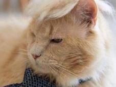 Politically Incorrect Cats Look Like Donald Trump