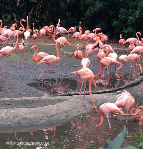 7 Things to do in Singapore in 4 Days, jurong bird park