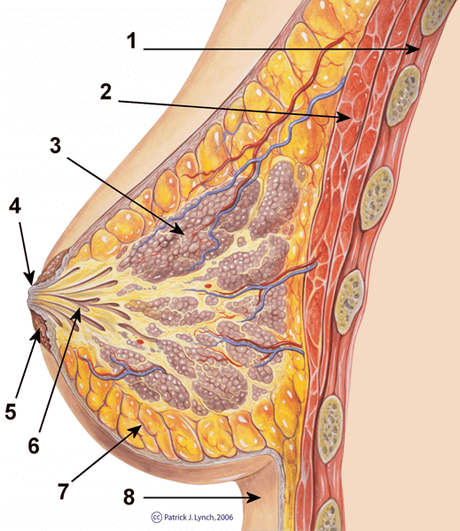 How to Overcome Common Breastfeeding Problems How to Overcome Common Breastfeeding Problems