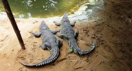 African slender-snouted Crocodiles fly to Ahmebadad African slender-snouted Crocodiles fly to Ahmebadad