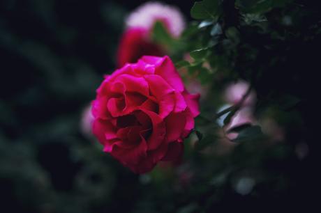 Home Sweet Rose Bush