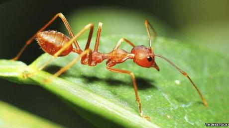 Are all the ants as heavy as all the humans? – BBC News