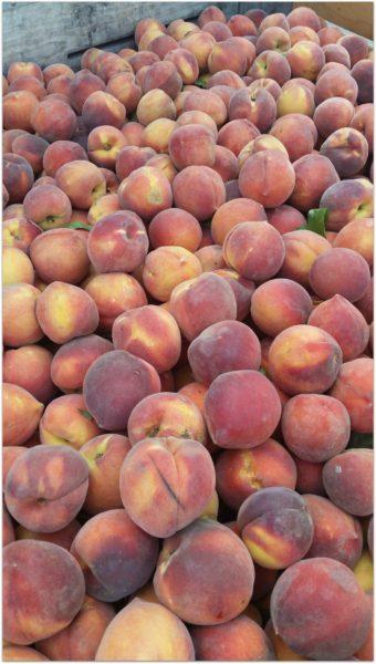Wawona-Peaches