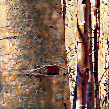 painted aspens 1 © lynette sheppard