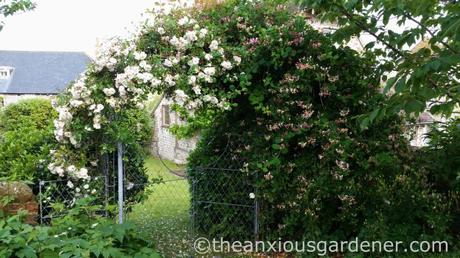 Rose and honeysuckle arch