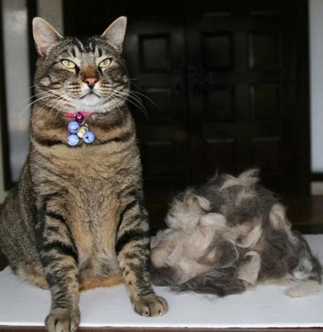 Top 10 Hair Shedding, Super Funny Moulting Cats Funny Cats Hair