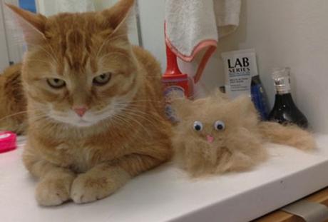 Top 10 Hair Shedding, Super Funny Moulting Cats Funny Cats Hair