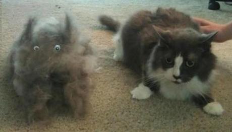 Top 10 Hair Shedding, Super Funny Moulting Cats Funny Cats Hair