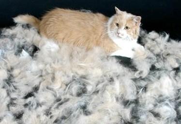 Top 10 Hair Shedding, Super Funny Moulting Cats Funny Cats Hair