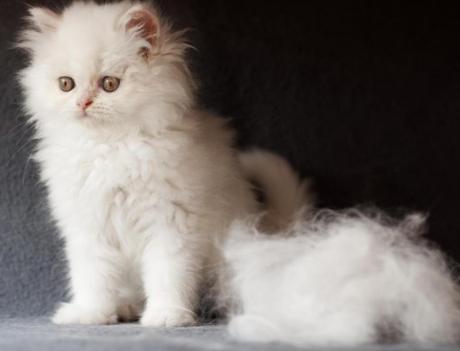 Top 10 Hair Shedding, Super Funny Moulting Cats Funny Cats Hair