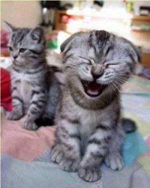 The Story of a Man with no E-Mail…. laughing kittie