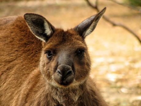 Friendly Kangaroo