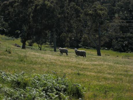 Australian Countryside