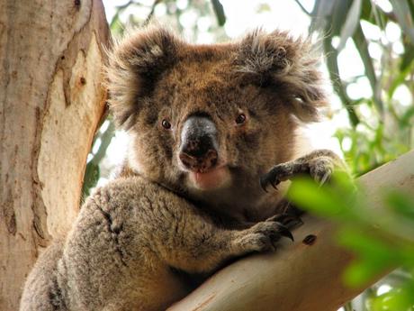 Koala at the Hanson Bay Sanctuary