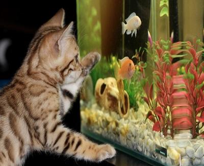 Life Aquatic in Your Very Home aquatic life in your home1