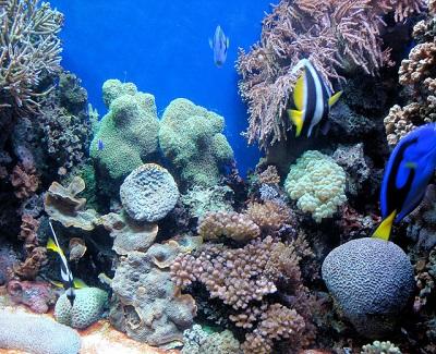 Life Aquatic in Your Very Home aquatic life in your home2