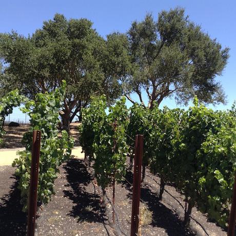 redThread™ Exclusive | A Conversation with Axel Schug & Michael Cox | Schug Winery redThread™ Exclusive | A Conversation with Axel Schug & Michael Cox | Schug Winery