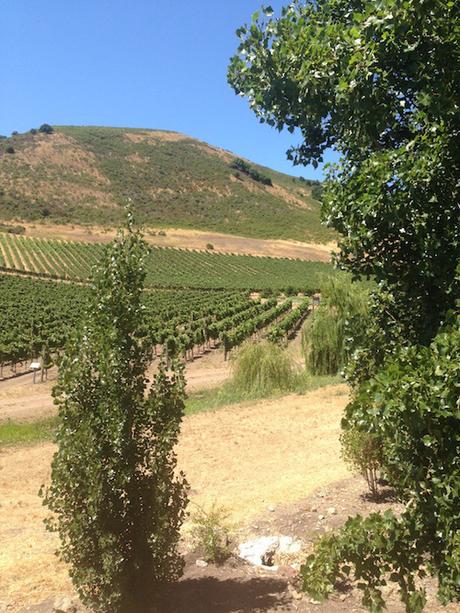 redThread™ Exclusive | A Conversation with Axel Schug & Michael Cox | Schug Winery redThread™ Exclusive | A Conversation with Axel Schug & Michael Cox | Schug Winery