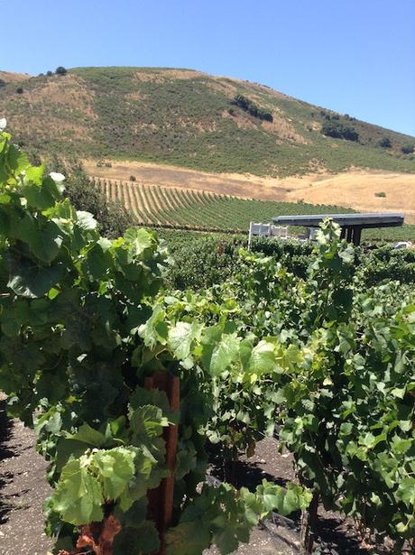 redThread™ Exclusive | A Conversation with Axel Schug & Michael Cox | Schug Winery redThread™ Exclusive | A Conversation with Axel Schug & Michael Cox | Schug Winery
