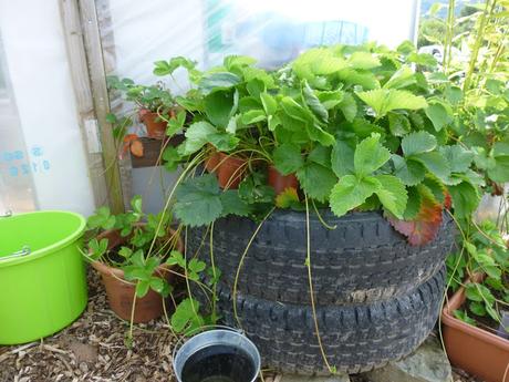 Self Sufficient In - Strawberry Plants