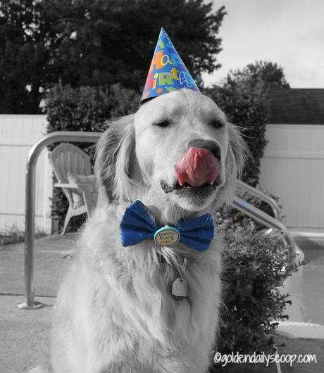 golden retriever dog wearing birthday hat and bowtie #blackandwhitesunday
