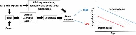 Lifespan changes in brain and cognition - early life sets the stage.
