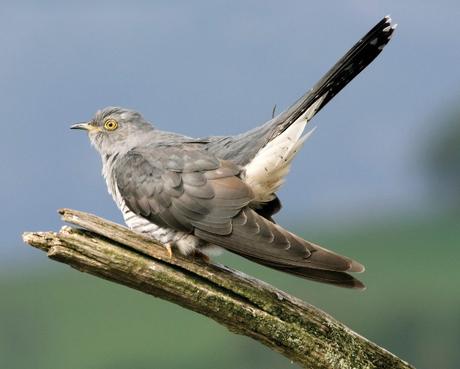 Satellite-tracking study links population declines to Cuckoo's choice of migration route