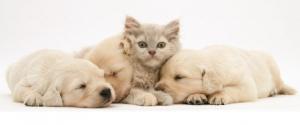 pups and cat