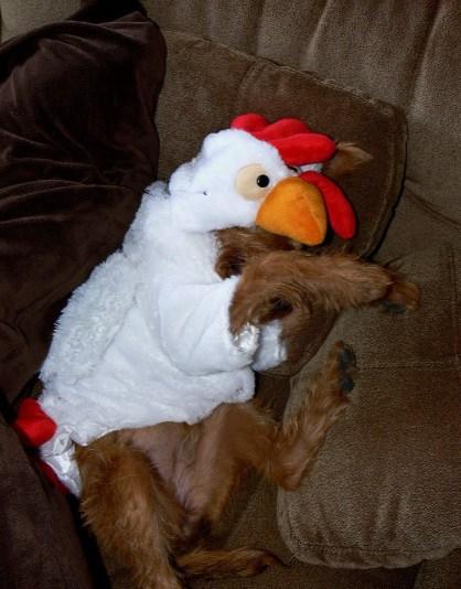 Top 10 Clucking Mad Dogs Dressed As Chickens Dog Dresses As a Chicken