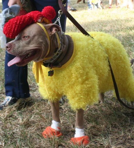 Top 10 Clucking Mad Dogs Dressed As Chickens Dog Dresses As a Chicken