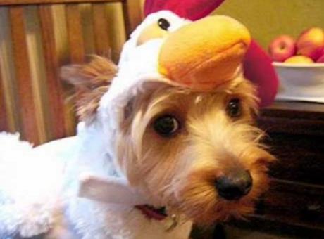 Top 10 Clucking Mad Dogs Dressed As Chickens Dog Dresses As a Chicken