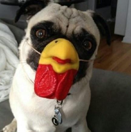 Top 10 Clucking Mad Dogs Dressed As Chickens Dog Dresses As a Chicken