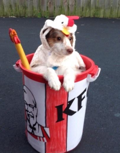 Top 10 Clucking Mad Dogs Dressed As Chickens Dog Dresses As a Chicken