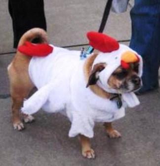 Top 10 Clucking Mad Dogs Dressed As Chickens Dog Dresses As a Chicken
