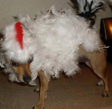 Top 10 Clucking Mad Dogs Dressed As Chickens Dog Dresses As a Chicken